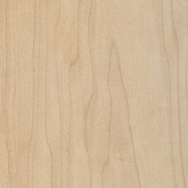 Hard Maple 4/4 image 0